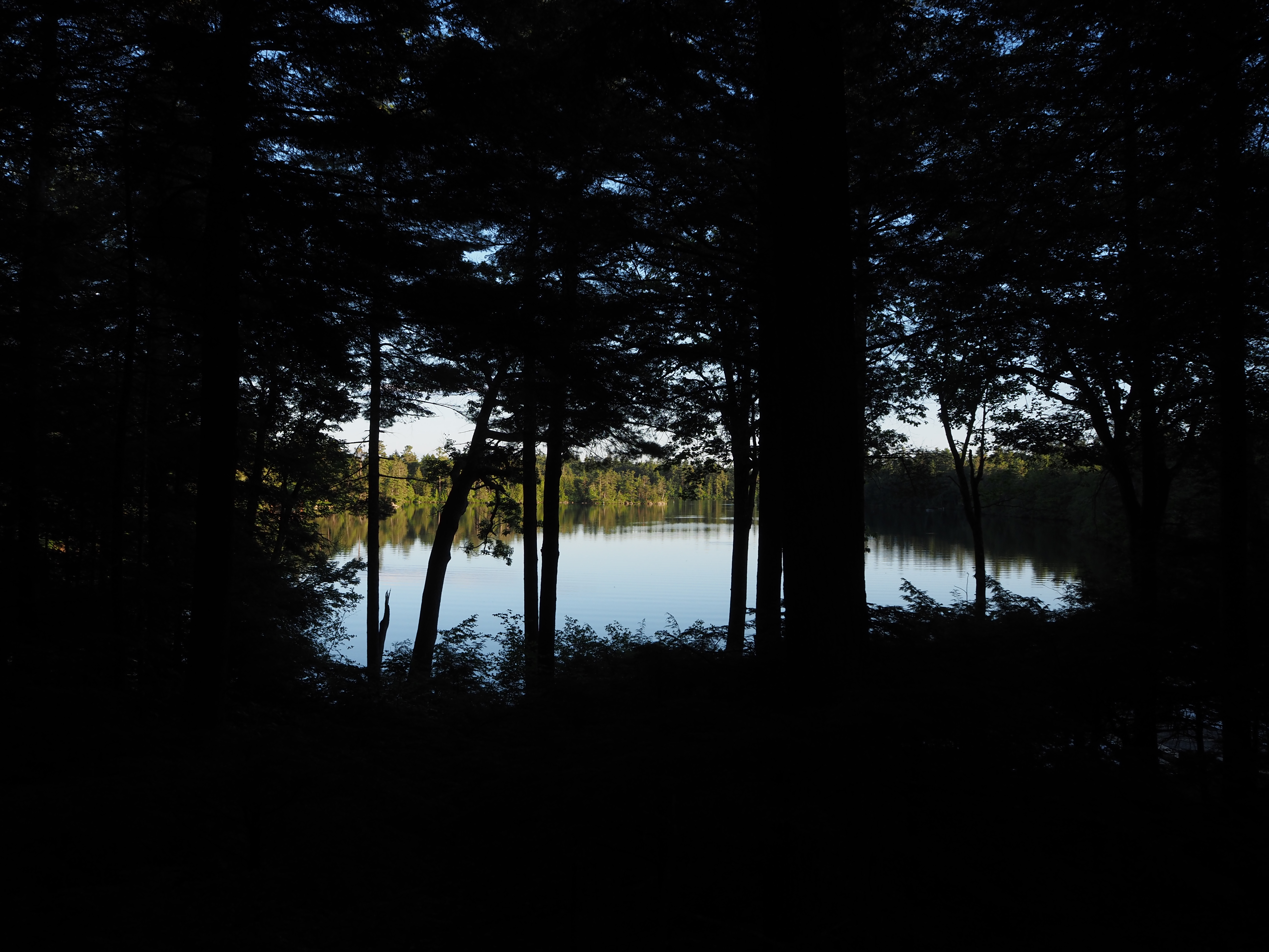 A lake view seen through trees